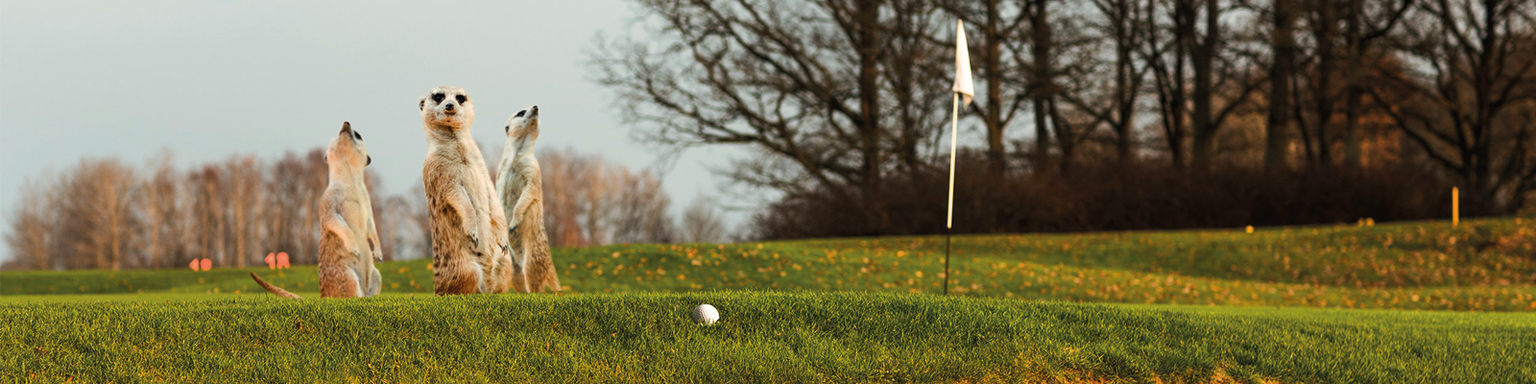Golfbana